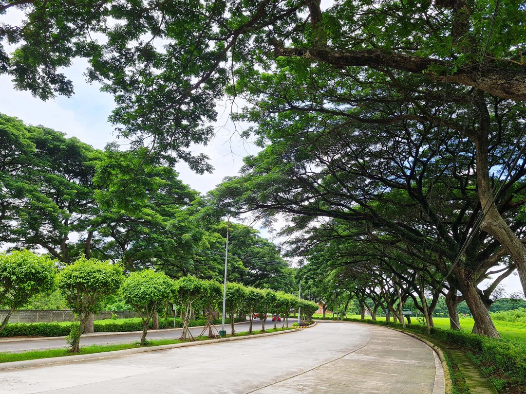 Tree-lined avenues welcome residents of Savannah.